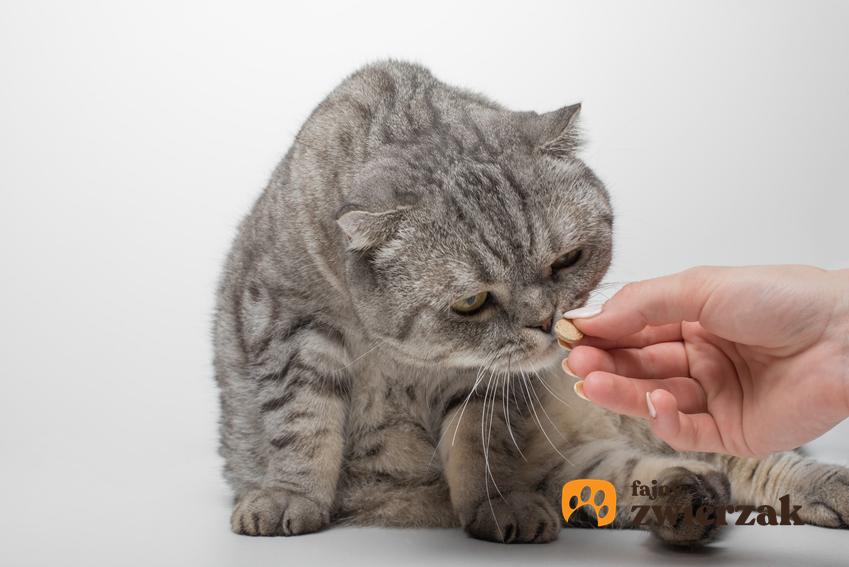 Kot wąchający tabletkę, czyli odrobaczanie kota i czym odrobaczyć kota w domu