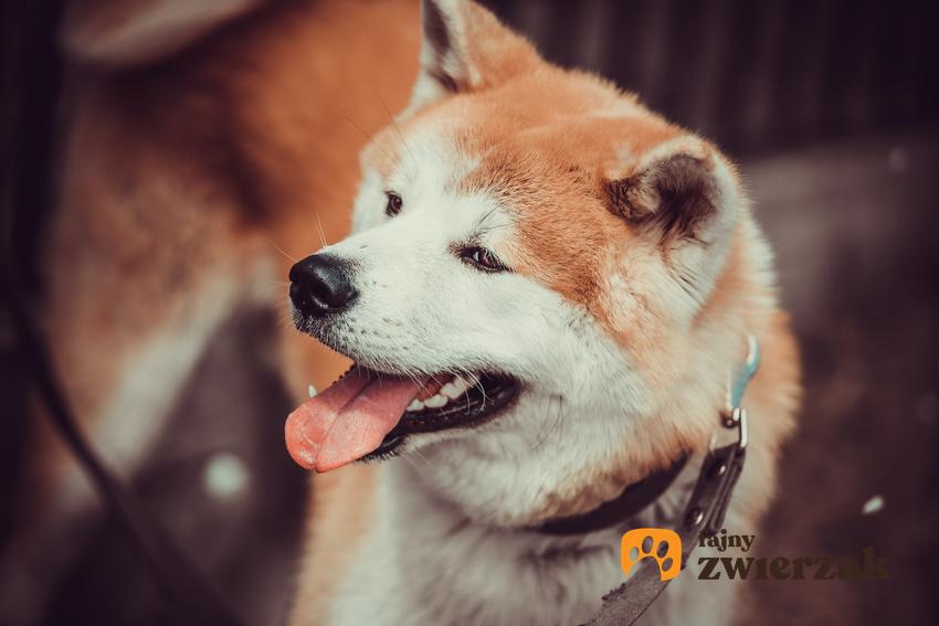 Pies rasy akita japońska z językiem na wierzchu oraz jego charakter i usposobienie