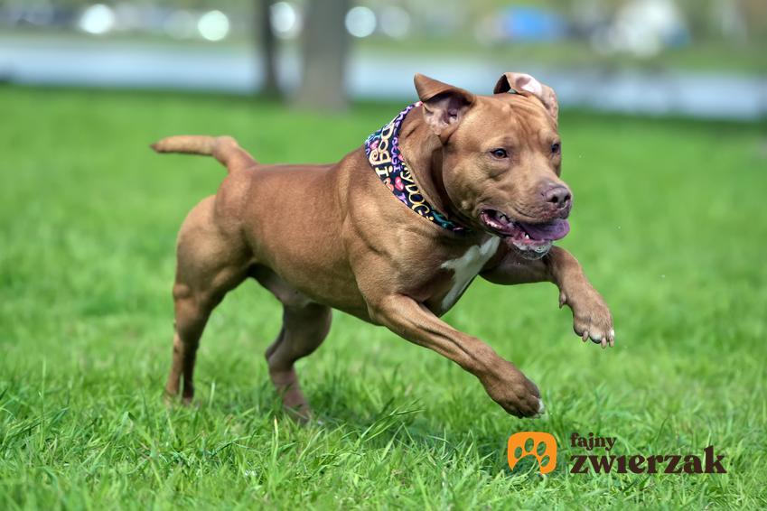 Pies rasy amerykański pitbulterier w czasie spaceru biegający po trawie oraz jego usposobienie