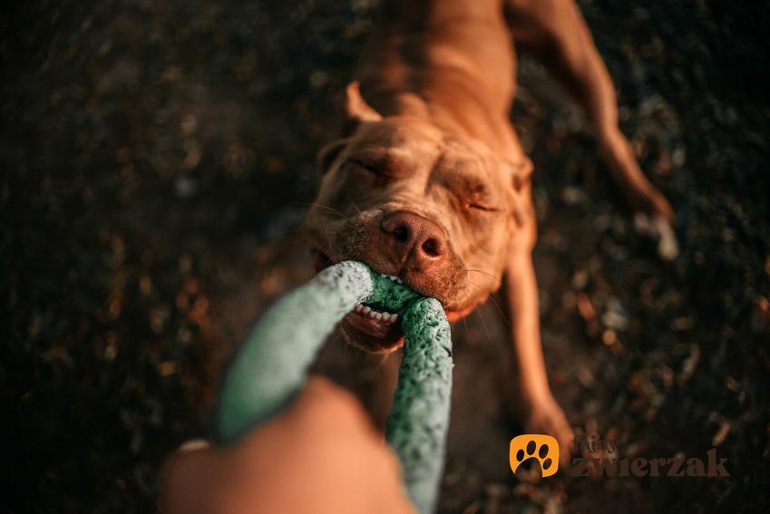 Pies rasy pitbull bawiący się z właścicielem oraz usposobienie amerykańskiego pitbulteriera