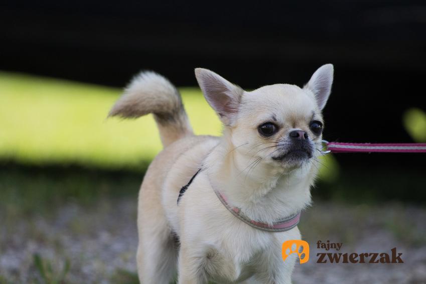 Pies rasy chihuahua w czasie spaceru, a także informacje, czy istnieje chihuahua miniaturka