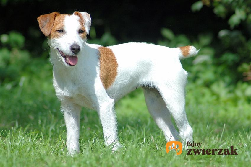 Pies rasy parson russell terrier stojący na trawniku na tle zieleni oraz jego charakter