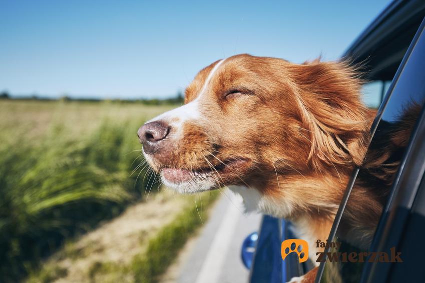 Pies w samochodzie z głową wystawioną przez okno, a także a także inspiracje na fajne imię dla psa