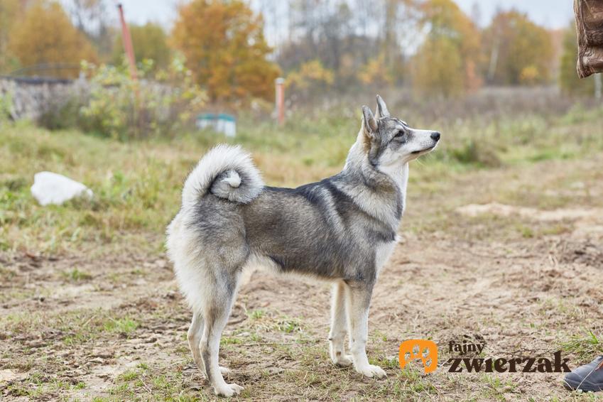 Pies rasy łajka zachodniosyberyjska w czasie spaceru na łonie natury, a także jego hodowla i cena