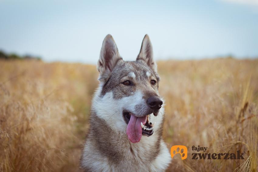 Pies rasy łajka zachodniosyberyjska na tle łanów zboża, a także jego charakter i cena za szczeniaki
