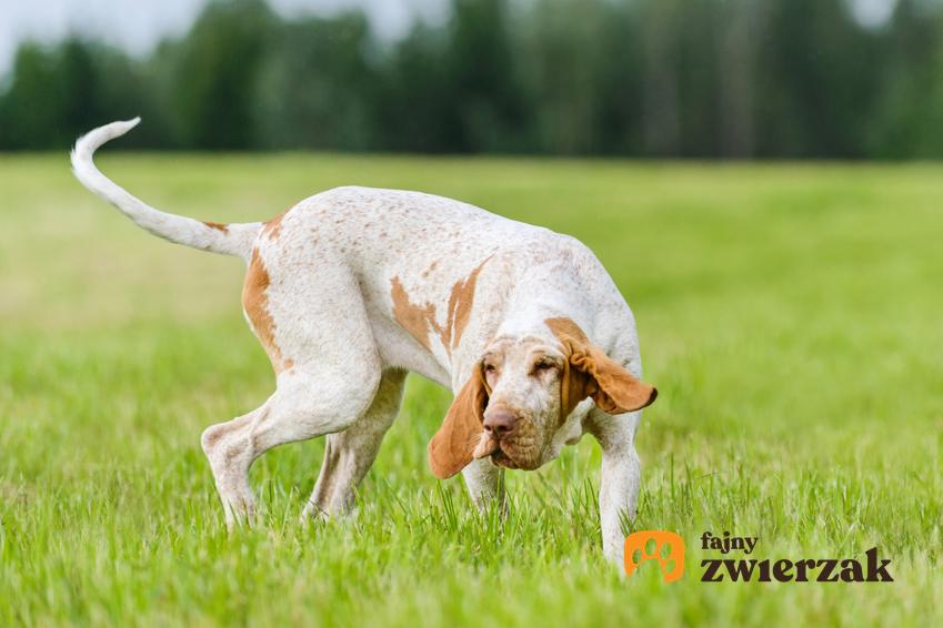 Pies rasy wyżeł włoski krótkowłosy bawiący się na trawie oraz opis rasy i cena