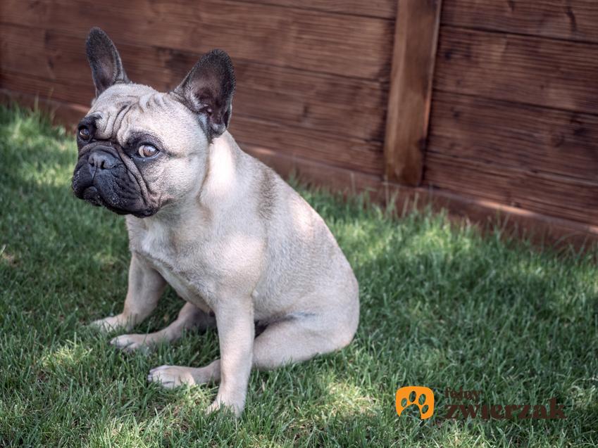 Pies rasy buldog francuski siedzący na trawie oraz czy istnieje buldog francuski miniaturka