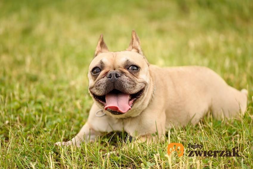 Pies rasy buldog francuski leżący na trawie oraz czy istnieje buldog francuski miniaturka