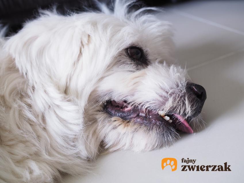Chory pies leżący na podłodze, a także padaczka u psa, jej objawy i leczenie