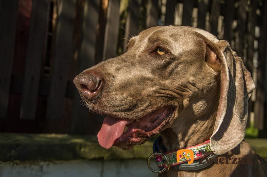 Pies rasy wyżeł weimarski na podwórku, a także cena wyżła weimarskiego z rodowodem i opis rasy