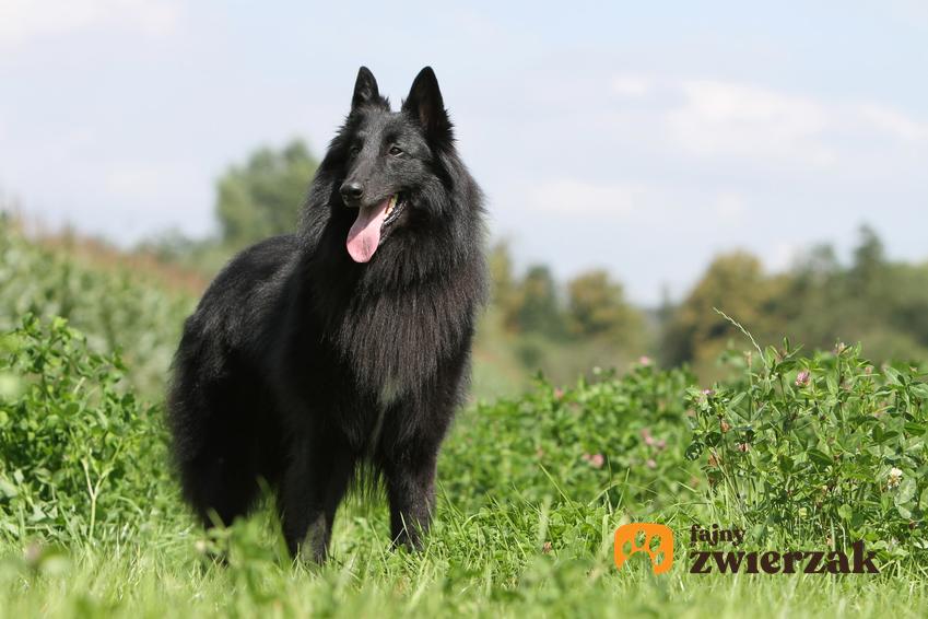 Pies rasy czarny owczarek belgijski na tle zieleni w czasie spaceru, a także jego charakter i hodowla