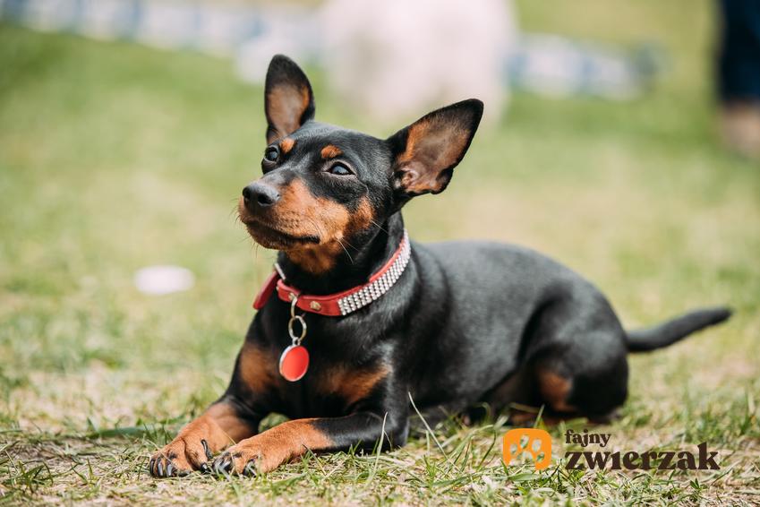 Pies rasy pinczer średni leżący na trawie, a także jego charakter i usposobienie