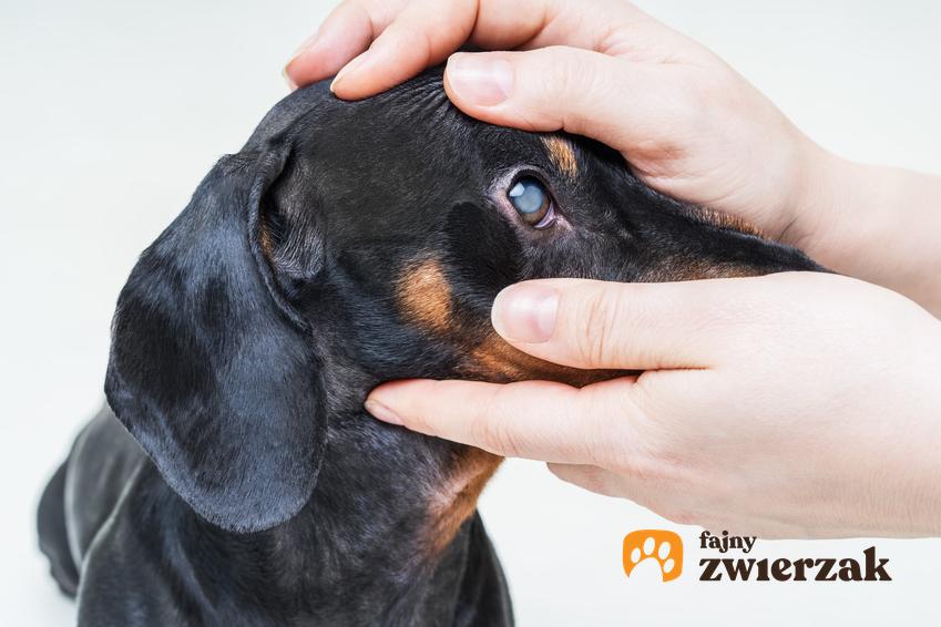 Weterynarz zaglądający do oka psa, czyli zaćma u psa, jej objawy i leczenie