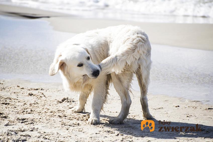 Biały pies na plaży goniący swój ogon, a także kopiowanie uszu psa i informacje