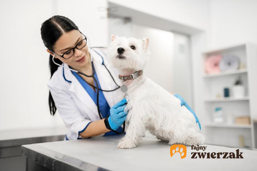 Pies na stole u weterynarza oraz cukrzyca u psa, objawy, leczenie, przyczyny