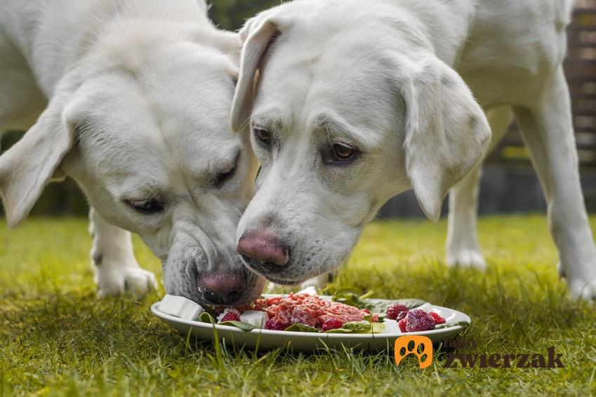 Dwa białe psy rasy labrador jedzące na trawniku z miski, a także porady, czym karmić psa