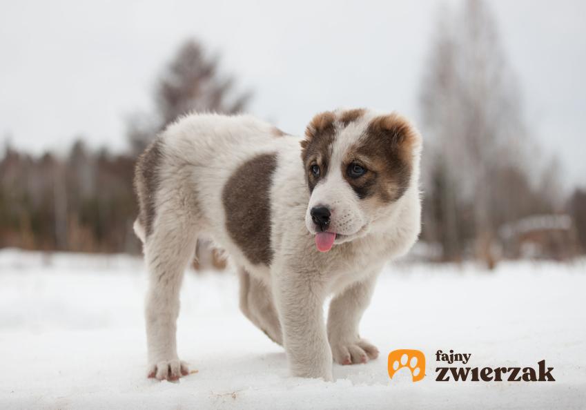 Pies rasy owczarek środkowoazjatycki stojący na śniegu, a także hodowla owczarka środkowoazjatyckiego