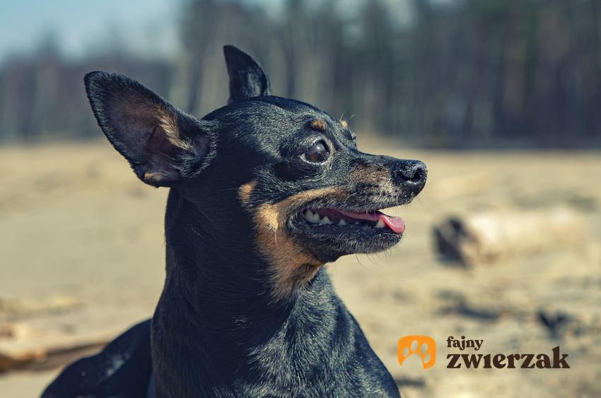 Pies rasy pinczer miniaturowy w czasie spaceru, a także cena pinczera miniaturowego z rodowodem
