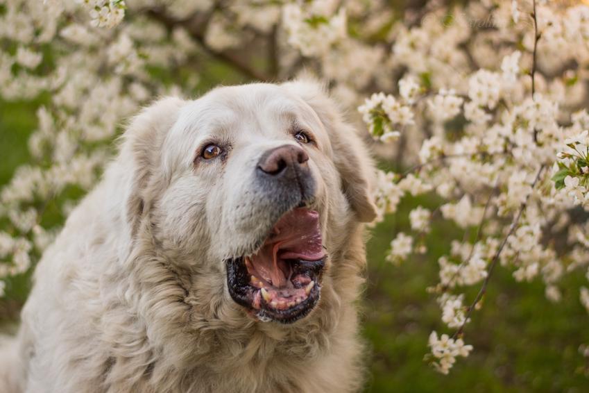 Pies rasy owczarek podhalański na tle białych kwiatów oraz jego hodowla i cena