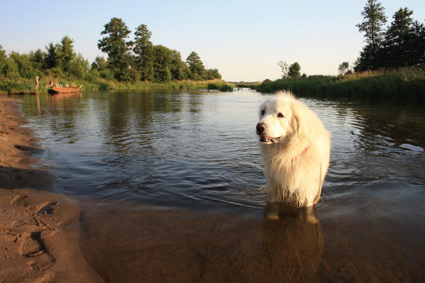 Pies rasy owczarek podhalański biały na tle jeziora, a także jego charakter i hodowla