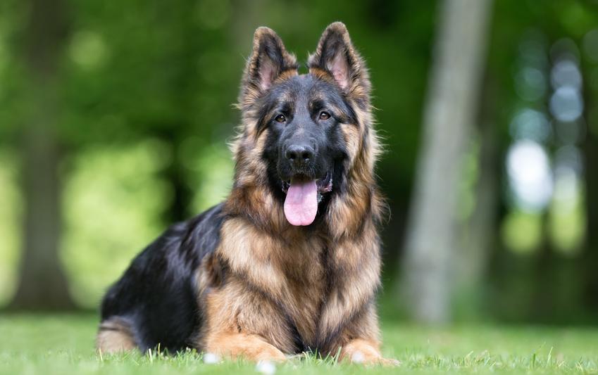 Pies rasy owczarek niemiecki, a także najpopularniejsze rasy psów na świecie i w Polsce