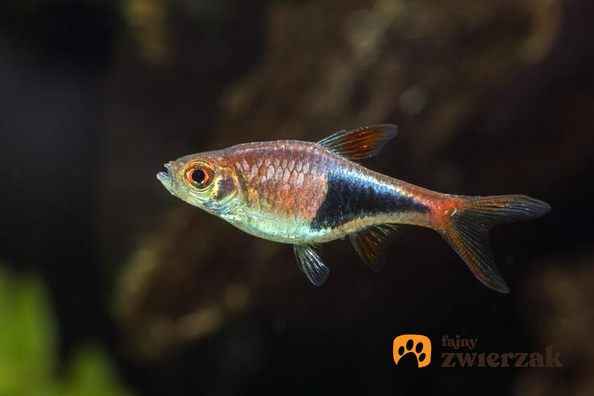 Ryba razbora klinowa w akwarium, a także jej cechy, cena, opis i rozmnażanie