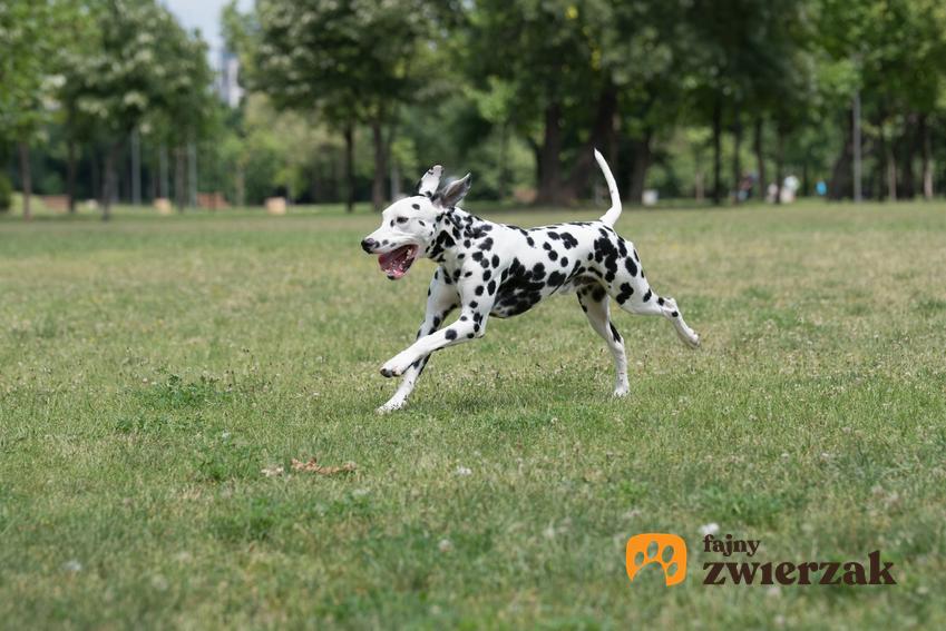 Pies rasy dalmatyńczyk biegający po trawie, a także cena dalmatyńczyka