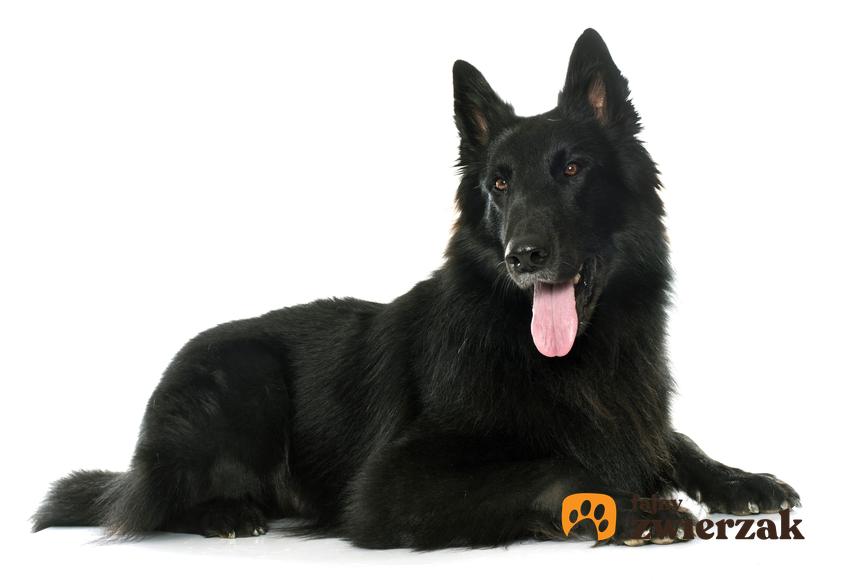 Pies rasy owczarek belgijski groenendael na białym tle oraz jego opis i cena