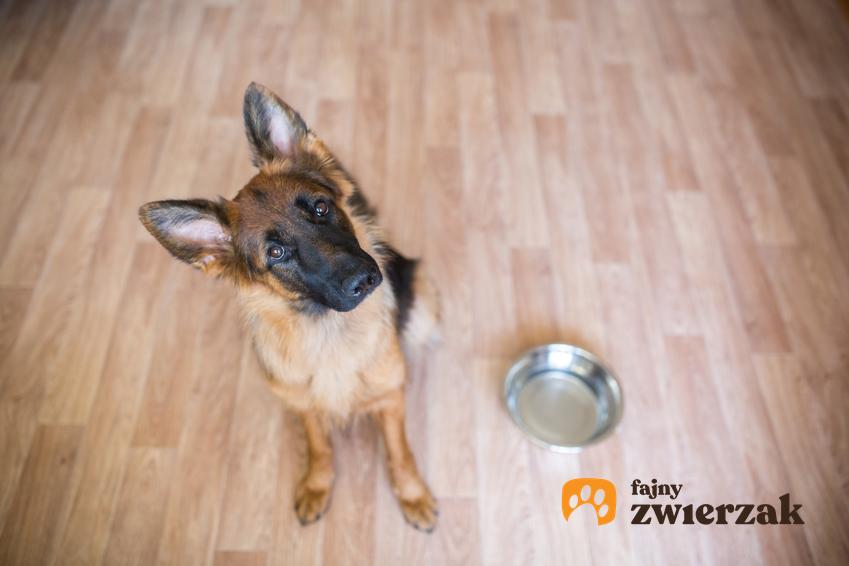 Pies rasy owczarek niemiecki obok miski, a także karma dla owczarka niemieckiego