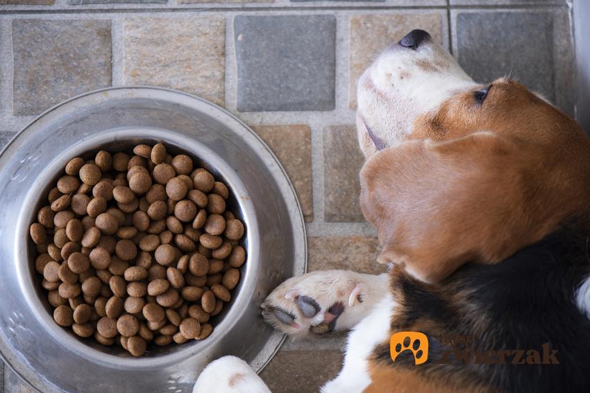 Pies leżący przy misce z karmą, a także informacje, dlaczego pies nie chce jeść