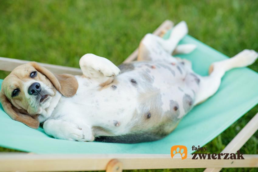 Pies leżący na leżaku, a dokładniej suka w ciąży i objawy ciąży u psa