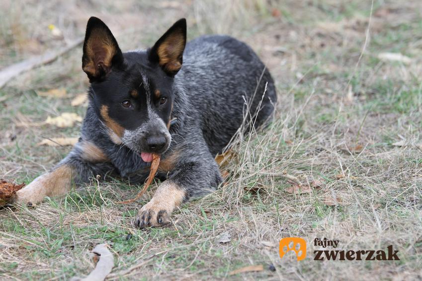 Pies rasy Australian Cattle Dog leżący na trawniku oraz jego charakter i cena