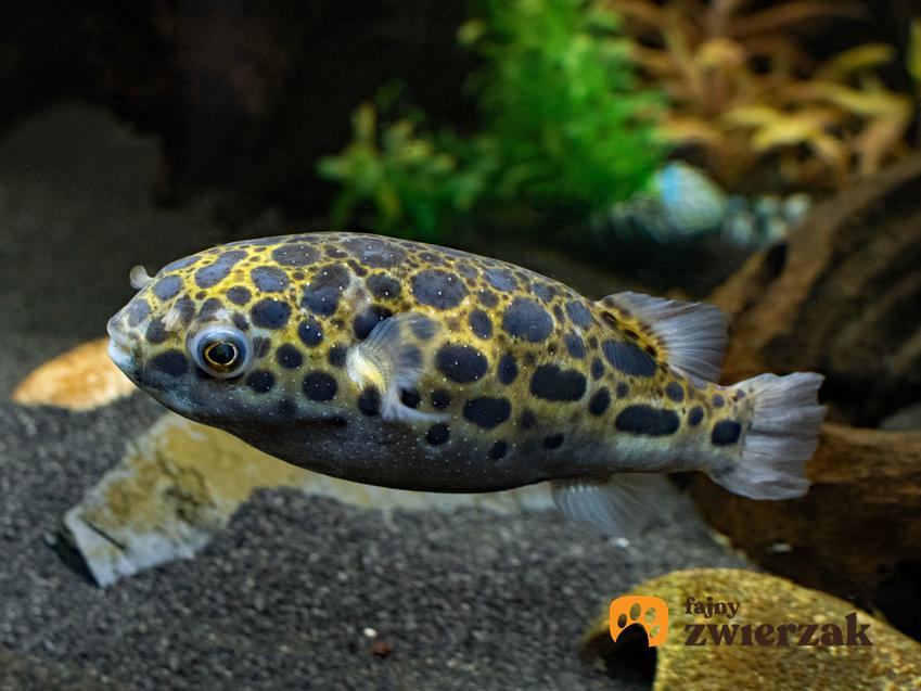 Ryba akwariowa kolcobrzuch w akwarium, a także jej rozmnażanie i cena