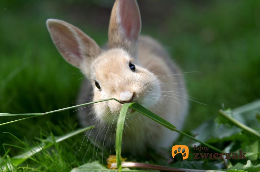 Królik podczas jedzenia trawy na tle zieleni oraz co jedzą króliki