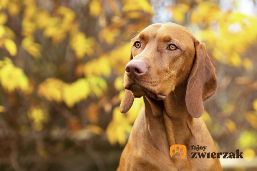 Pies rasy wyżeł węgierski krótkowłosy w lesie, a takż jego charakter i cena