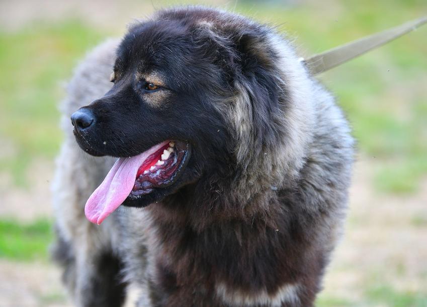 Pies rasy owczarek kaukaski podczas spaceru na smyczy oraz jego charakter