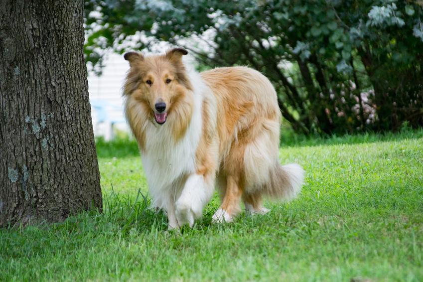 Pies rasy owczarek szkocki na tle zieleni oraz jego usposobienie i cena