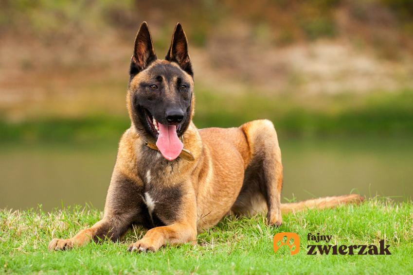 Pies rasy owczarek belgijski malinois na tle zieleni oraz jego charakter i cena