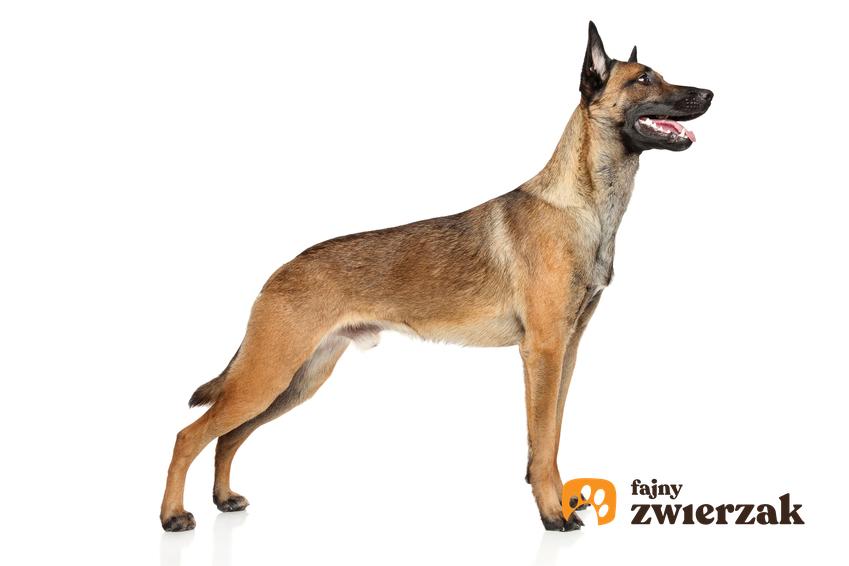 Pies rasy owczarek belgijski malinois na białym tle oraz jego hodowla i opis