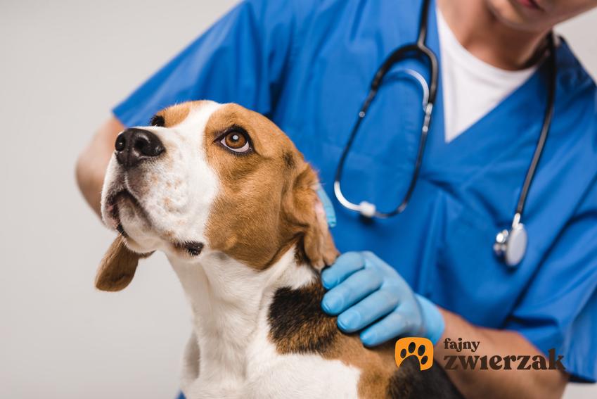 Pies u wteterynarza oraz porady, jak zostać weterynarzem, czyli jakie studia podjąć