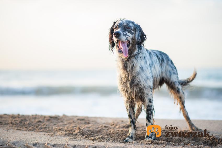 Pies rasy seter angielski na plaży na tle morza, a także jego charakter i cena