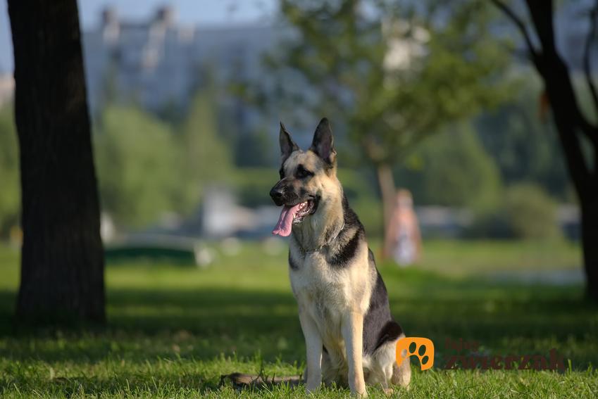 Pies rasy owczarek wschodnioeuropejski na tle zieleni, a także jego charakter i cena