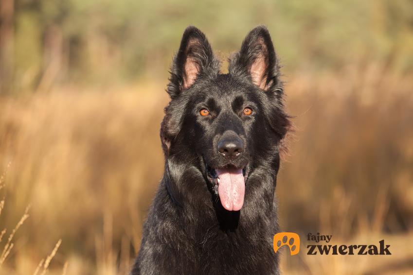 Pies rasy czarny owczarek staroniemiecki w czasie spaceru, a także cena i opis