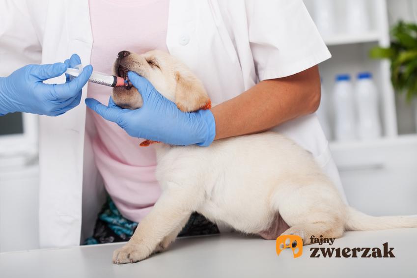 Pies u weterynarza przyjmujący lek, a także sposoby na to, jak odrobaczyć psa