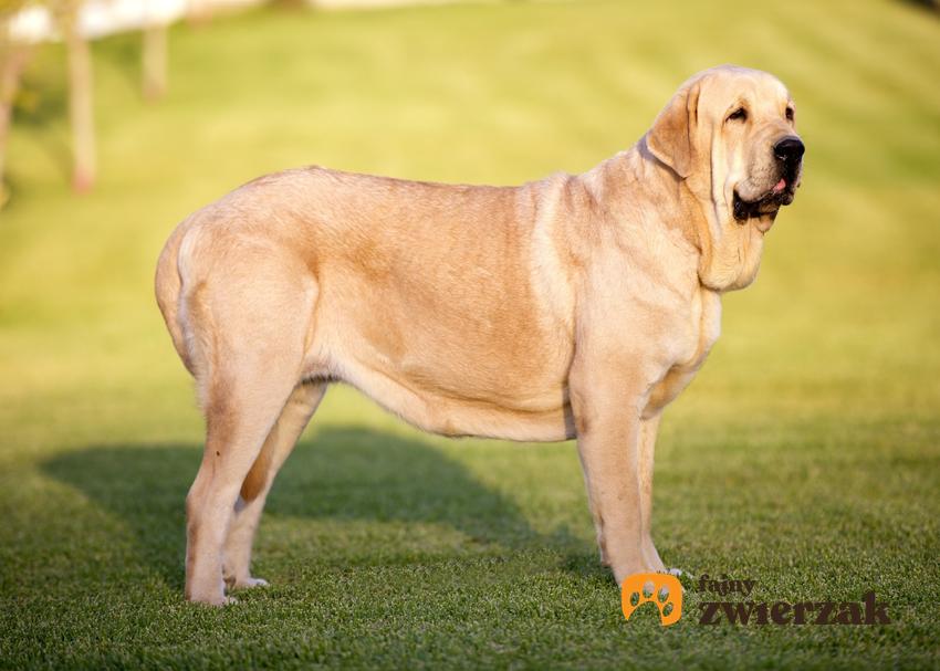 Pies rasy mastif hiszpański na tle trawnika, a także jego opis i charakter