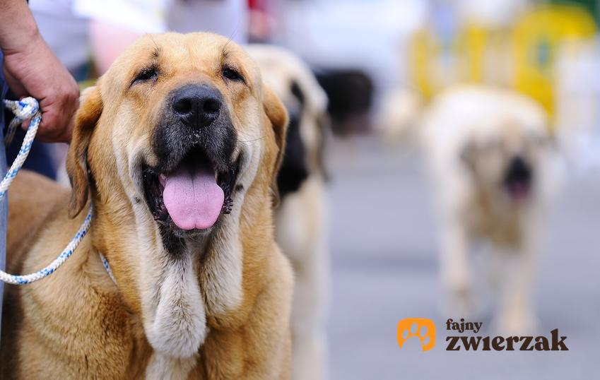 Pies rasy mastif hiszpański na smyczy podczas spaceru, a także jego opis i charakter