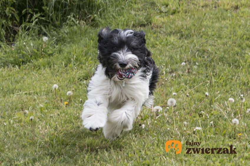 Pies rasy polski owczarek nizinny biegający po trawniku, a także charakter i hodowla
