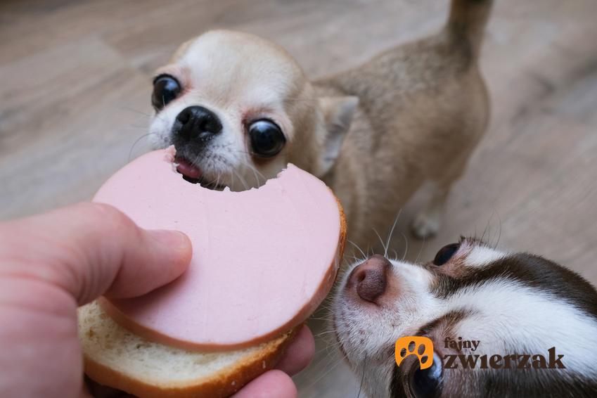 Mały pies gryzący kromkę chleba z wendliną oraz porady, czy pies może jeść chleb