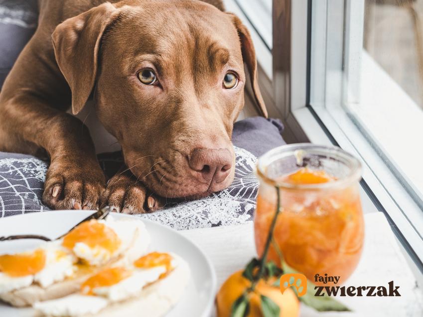 Pies leżący obok talerza z kanapkami, a także informacje, czy pies może jeść chleb
