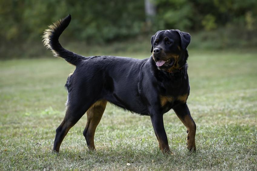 Pies rasy rottweiler biegający po trawniku, a także jego hodowla w Polsce i cena za szczeniaki